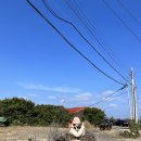 귀덕채