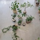 아젤리아 이미지