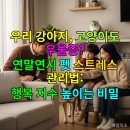 건강하고 행복한 일상을 위한 스트레스 & 우울감 긍정 관리법 | 우리 강아지, 고양이도 우울증? 연말연시 펫 스트레스 관리법: 행복 지수 높이는 비밀