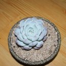 꽁이네