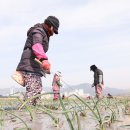 봄의기운 이미지