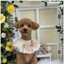 펫미리애견샵 이미지