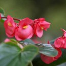 베고니아 이미지