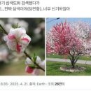 한 나무 세 가지 꽃 삼색 도화 꽃말 개화시기 이미지