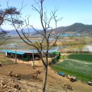 사슴자연방목장 이미지