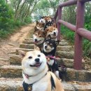 들어오시개 Daum카페