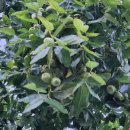 깔끔이세탁소 이미지