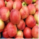 화수육계 이미지