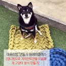 하이펫살롱 네이버블로그