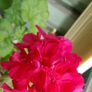 배꼽시계 이미지