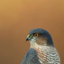 Eurasian sparrowhawk 이미지