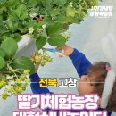 베베농장 | 고창 아이와 가볼만한곳 딸기체험농장 필베베팜 실내놀이터 솔직후기