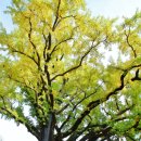 방학동 은행나무 이미지