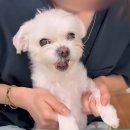 해달치킨 이미지