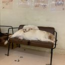 해피치 애견카페 | 독산동 애견카페 | 해피치 애견카페 🐶