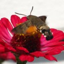 천안봉서중학교 이미지