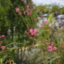 10월의 꽃-꽃이름 알려드릴게요 이미지