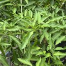 포레스테이 | [강화도] 강화도 감성 숙소 포레스테이 펜션 내돈내산 후기