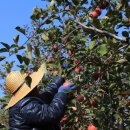 정일품농장 이미지