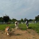 애견카페왕 이미지