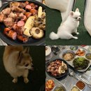 캠핑아일랜드 | 양주 애견동반식당 추천 지지아일랜드 당일 캠핑 바베큐 후기