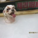 지아 애견샵 이미지