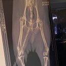 보계동물병원 이미지