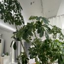 허리조아 이미지