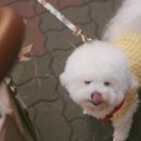 당당하개 이미지