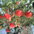 청강농원 이미지