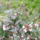 고색중학교 이미지