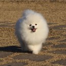 로베르토폼 이미지