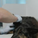 서현동물의료센터 이미지