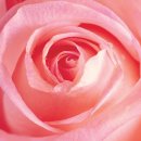 핑크(pink) 이미지