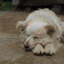 미동목장 이미지