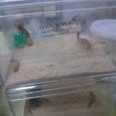 사랑방펫 이미지