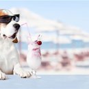 럭셔리 펫 이미지