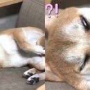 떡실신