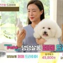 댕댕살롱 이미지