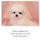 도그마루 강아지 고양이 마포용산점 이미지