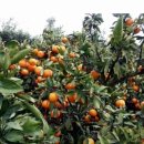 제주에산다면 이미지