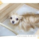 룰루 애견샵 이미지