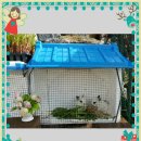 안동백조마을 이미지