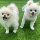 멍크라운 이미지