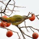 딱따구리 이미지