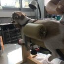 24시 명동물메디컬센터 네이버블로그
