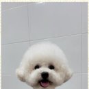 멍멍친구 애견샵 이미지