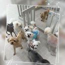 더예쁘개 이미지