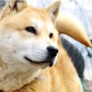 강아지나라 이미지