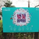 안산벚꽃음악회 이미지